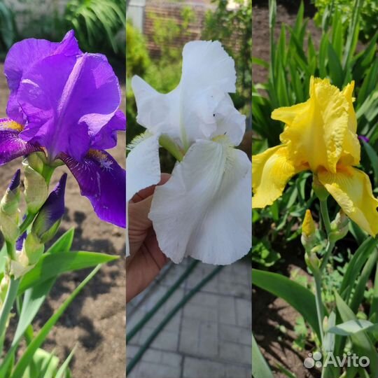 Многолетние цветы