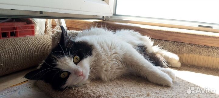 Котенок девочка ищет дом