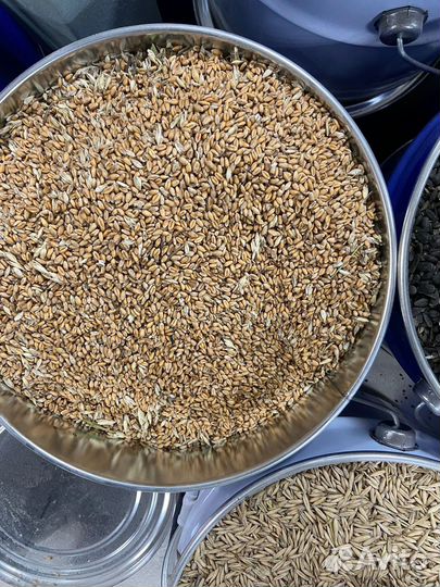 Пшеница фуражная в мешках опт и розница