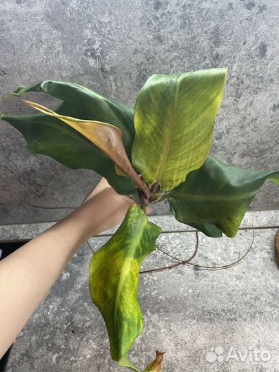 Филодендроны