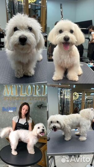 Груминг,стрижка собак