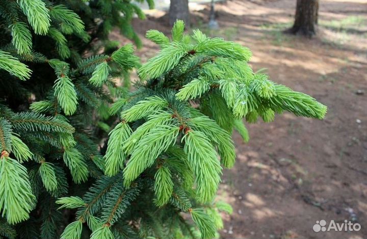 Ель обыкновенная экстра с доставкой