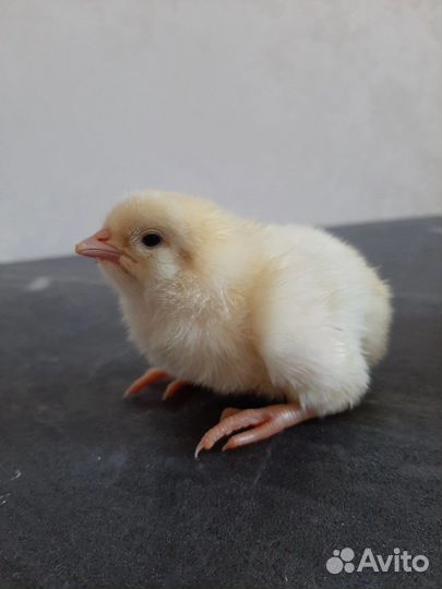Суточнык цыплята (заморозка)