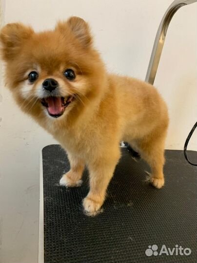 Груминг, Стрижка собак