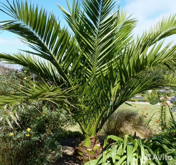 Финик Канарский семена