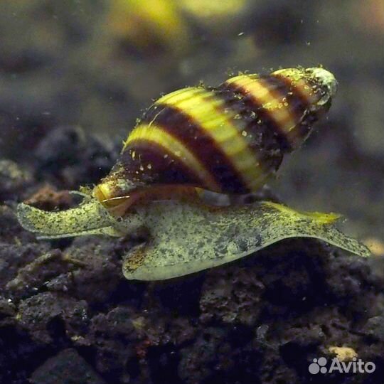 Улитки аквариумные