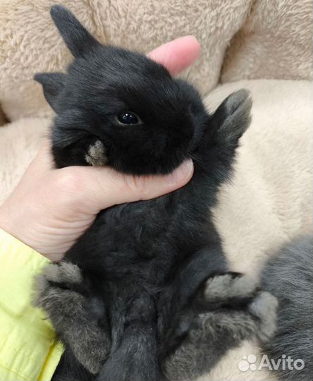 Карликовый кролик