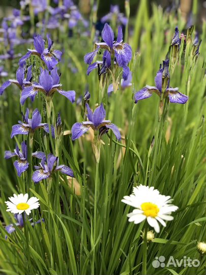 Ирис сибирский. Ирис голубой