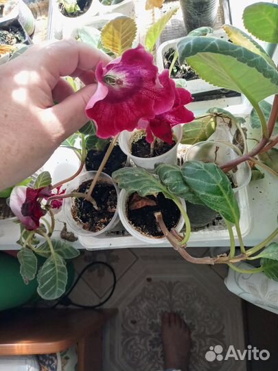 Глоксиния цветущая