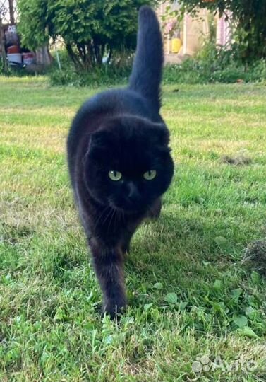 Кошечка Ася