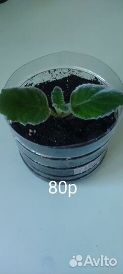 Глоксиния тидея