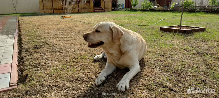 Вязка собак