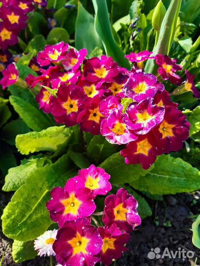 Многолетники