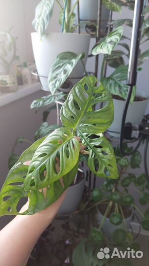 Монстера адансона