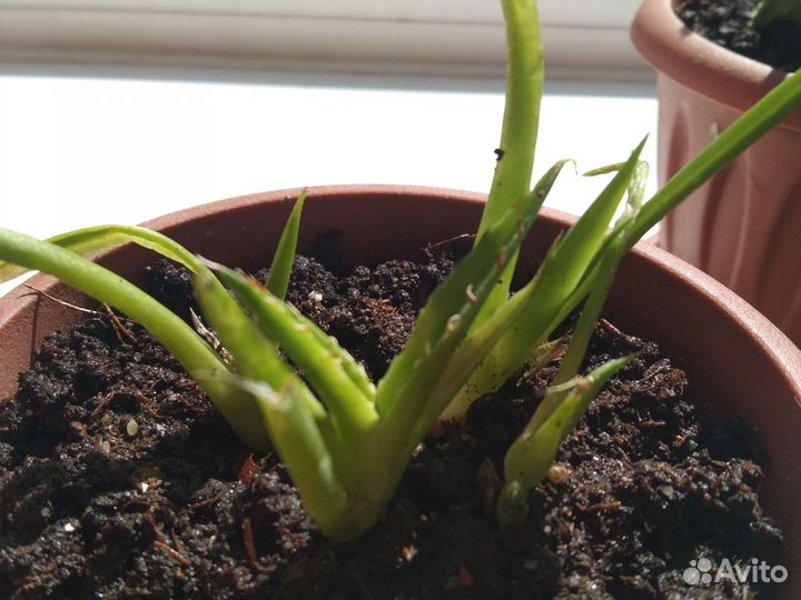 Кактусы и суккуленты