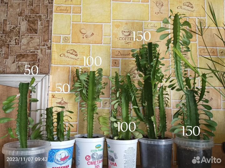 Спатифиллум