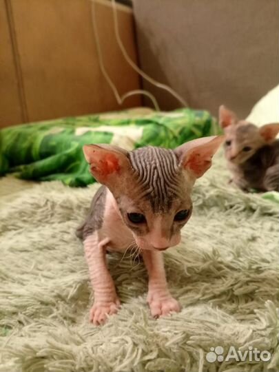 Донской сфинкс котята