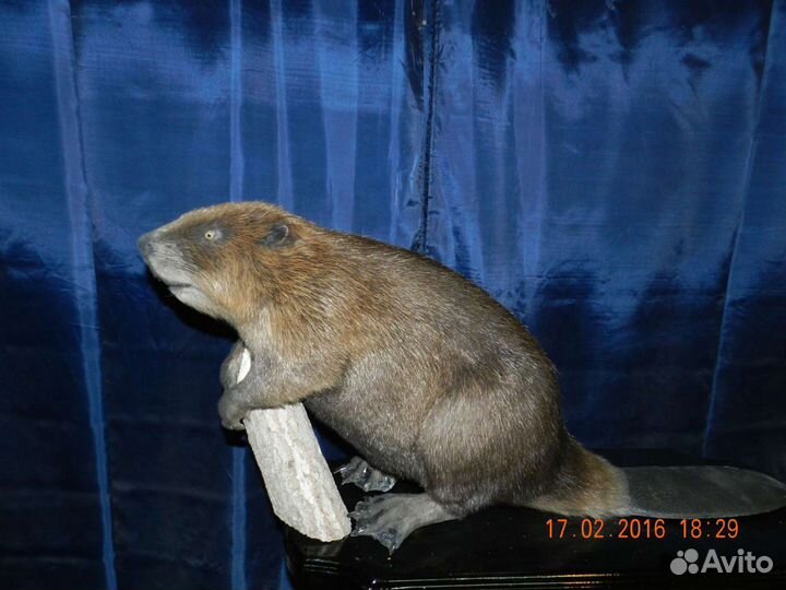 Таксидермия