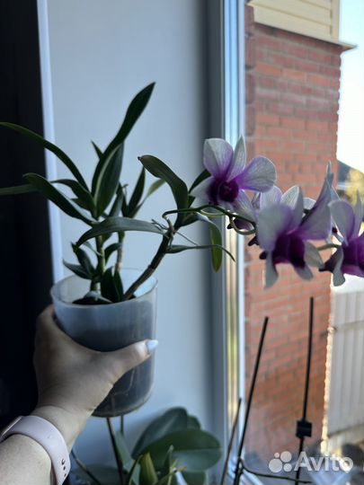 Орхидея дендробиум нобиле