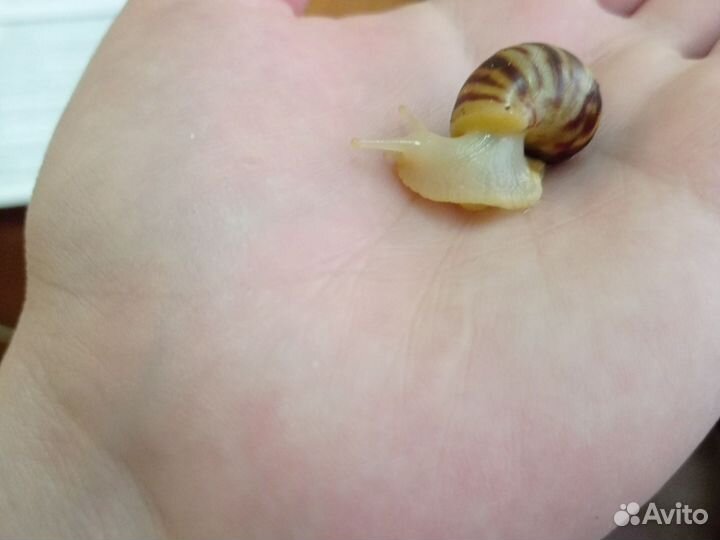 Улитки Ахатины бесплатно