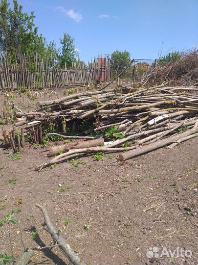 Спиленные деревья