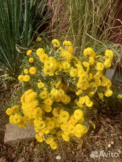 Продам хризантемы (уличные)