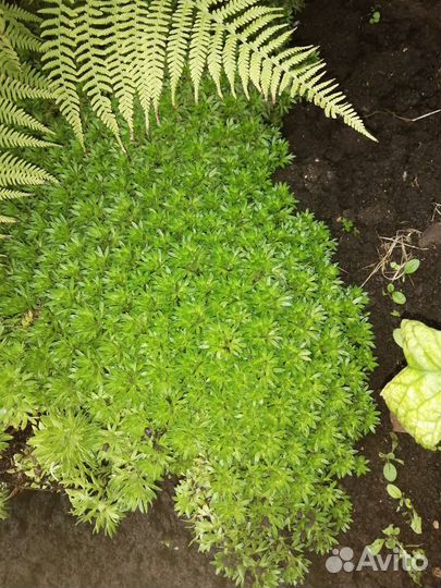 Камнеломка