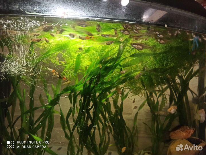 Украшение для аквариума