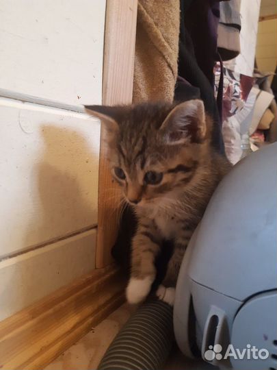 Котята