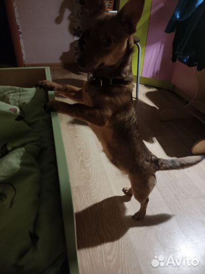 Обычный щенок