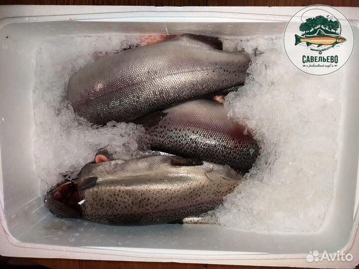 Форель охлажденная потрошеная Оптом и в Розницу