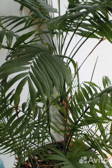 Пальма в большом красивом глиняном горшке