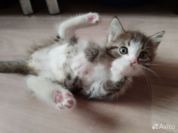 Кошка
