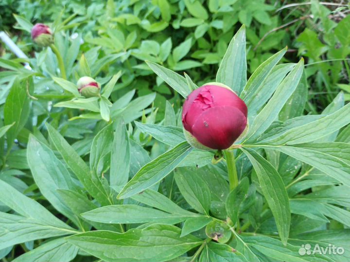 Пионы разные и даже с цветком