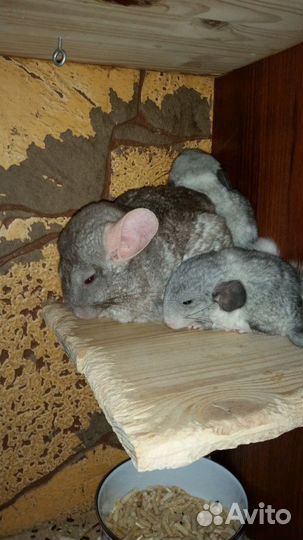 Витрина для шиншилл (клетка)