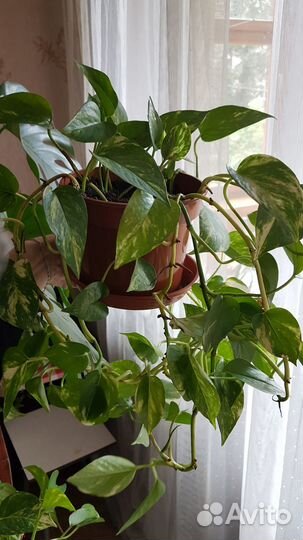 Продам цветы Эпипремнум (Лиана)