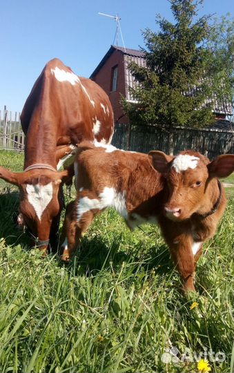 Молоко коровье домашнее