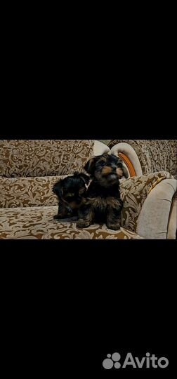 Йоркширский терьер мини щенки бейби фейс