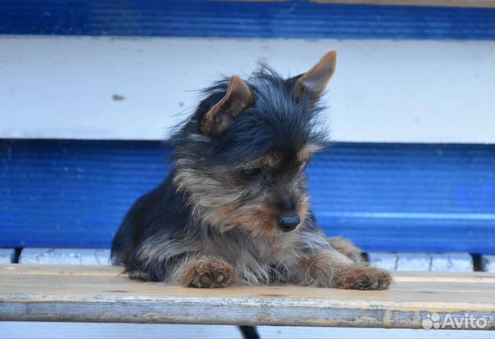 Щенки Австралийского Шелковистого (Силки) терьера