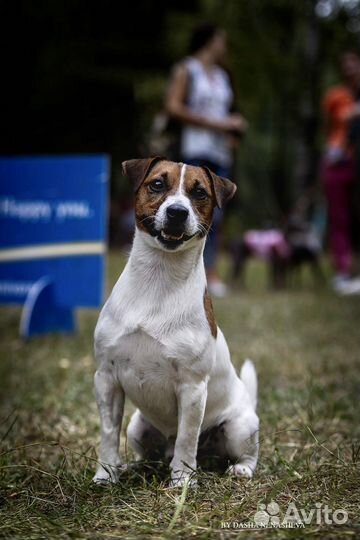 Джек рассел терьер. Вязка