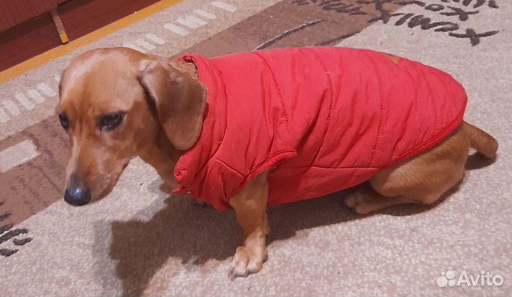 Одежда для собак мелких пород зима