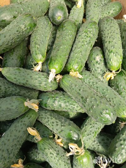 Огурцы свежие оптом и в розницу