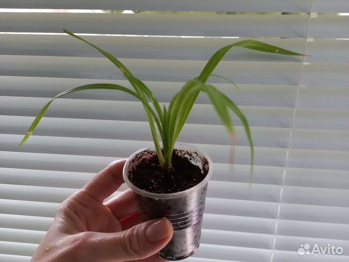 Панданус, винтовая пальма