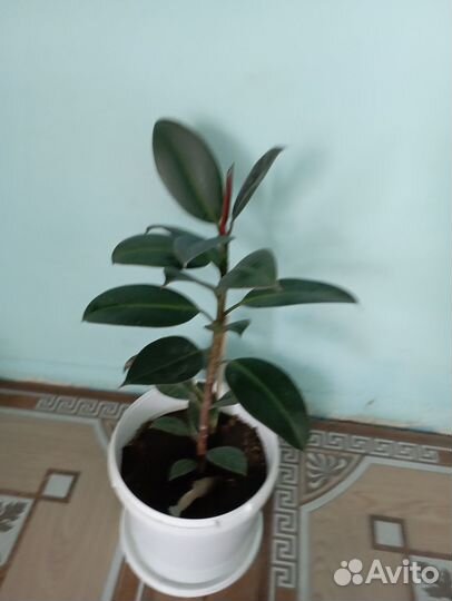 Продам цветы комнатные