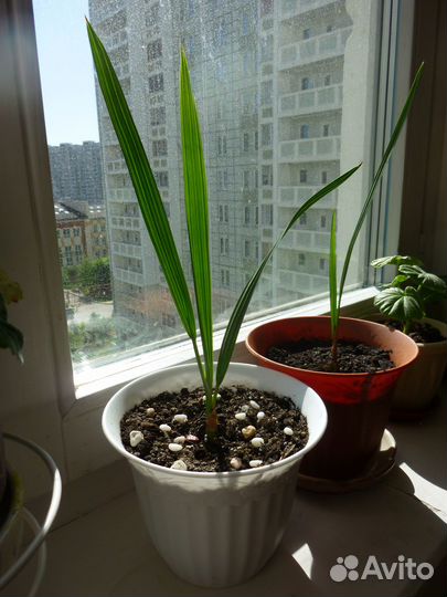 Финиковая пальма