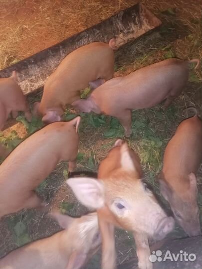 Поросята дюрок-макстер