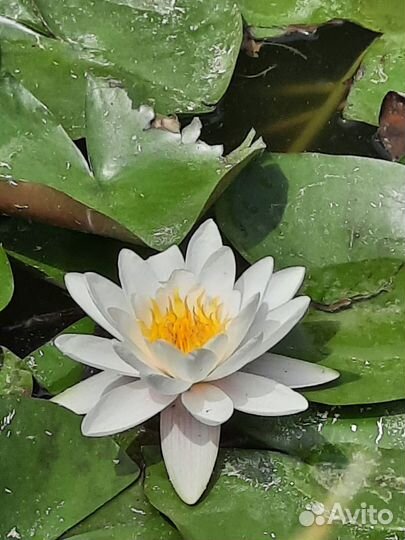 Нимфея(Водяная лилия)