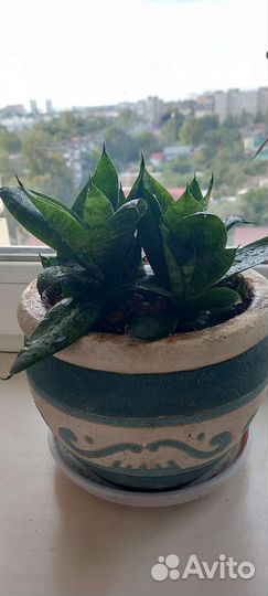 Сансевиерия