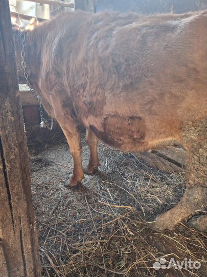 Корова стельная