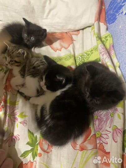 Котята в добрые руки даром бесплатно